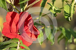 Closeup of Red Petunia Flowers with green leaves