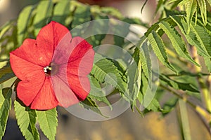 Closeup of Red Petunia Flowers with green leaves