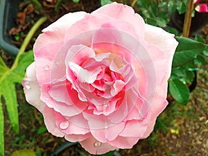 Closeup of red pink colour single rose flower blossom blooming on tree blurred background, stock photo, spring summer flower,