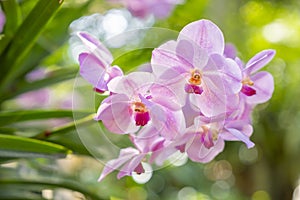 Closeup of the red pink orchid phalaenopsis. Bouquet of flowers orchids. orchids of thailand