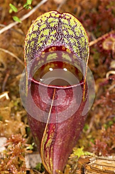 Closeup of a red pitcher plant leaf in New Hampshire.