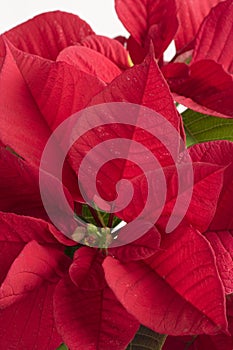 Closeup with red poinsettia