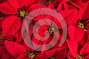 Closeup of red poinsettia flowers