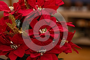 Closeup of red poinsettia flowers Christmas. Shallow depth of field. Concept of holiday Christmas.