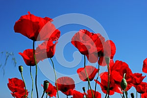 Closeup of red poppies on blue sky1