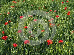 Closeup of red poppy on cereal field