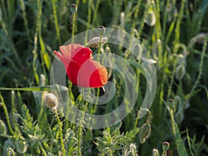 Closeup of red poppy on cereal field
