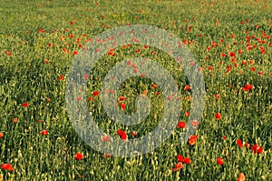 Closeup of red poppy on cereal field