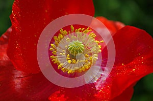 Closeup red poppy flower