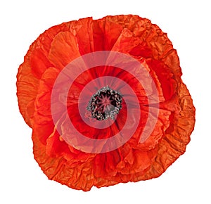 Closeup red poppy flower