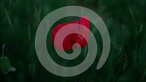 Closeup red poppy flower blooming in green grass field. One papaver plant grow