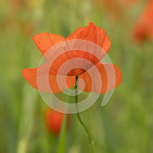 Closeup of red poppy flower in green summer field