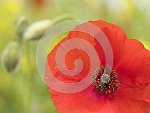 Closeup of red poppy flower in green summer field