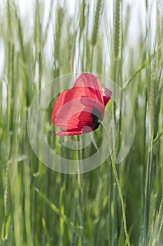 Closeup red poppy flower in a green wheat field