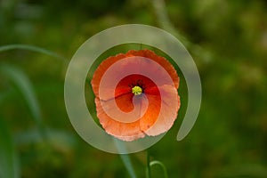 Closeup of a red poppy flower (Papaver dubium) growing outdoor