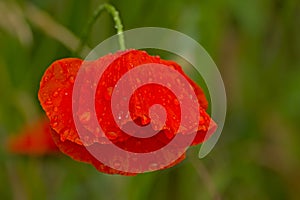 Closeup of a red poppy flower with rain drops