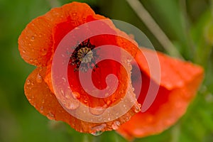Closeup of a red poppy flower with rain drops