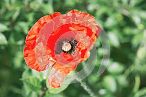 Closeup red poppy flower, sunny summer day