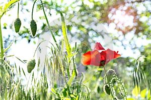 Closeup red poppy flower, sunny summer day