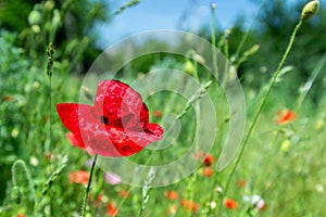 Closeup red poppy flower, sunny summer day