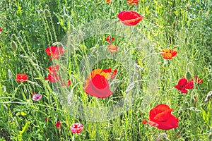 Closeup red poppy flower, sunny summer day