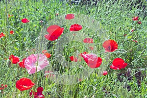 Closeup red poppy flower, sunny summer day