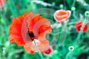 Closeup red poppy flower, sunny summer day