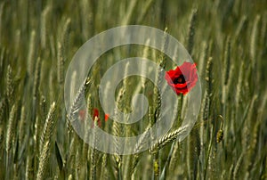 Closeup of a red poppy in the green wheat field.