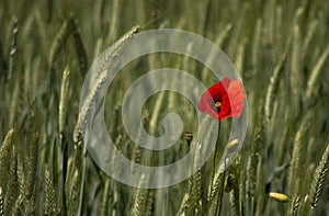 Closeup of a red poppy in the green wheat field.