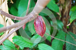 Red Purple Color Cacao Pod Ripening on Its Tree photo
