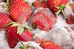 Closeup red ripe strawberry with gray mold or fungus