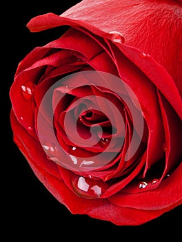 Closeup Red Rose on Black