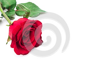 Closeup red rose color on white background, love and romantic co