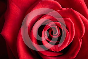 Closeup red rose flower as love nature background