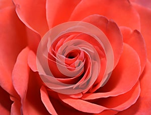 Closeup of Red Rose Flower