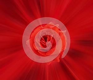 Closeup red rose flower on red speed and line background, technology, love, valentine, banner,template