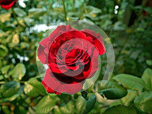 Closeup red rose in garden with blur background