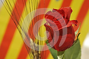 Closeup of a red rose for Sant Jordi diada