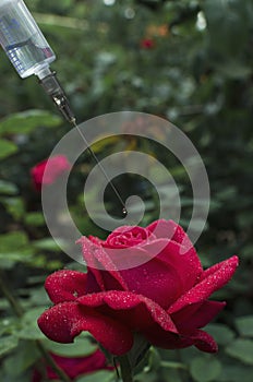 Closeup of red rose and syringe against green garden.Concept of natural beauty injections, cosmetics treatments