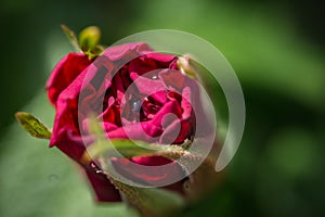 Closeup of red rose with water drop