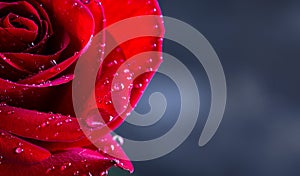 Closeup of a Red Rose With Waterdrops