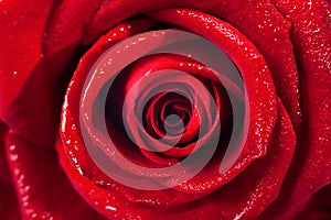 Closeup of on red rose wet petals on white background.