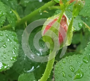 Closeup of red rosebud in the rain in natural light
