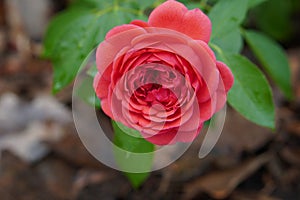closeup red roses flower on green rose tree, blur nature background, nature, fashion, gift, decor, copy space