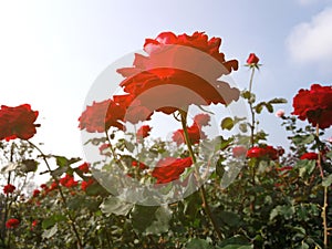 Closeup red roses in garden