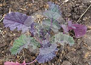 Closeup of a red Russian kale on the vegetable garden