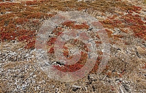 Closeup red scrub on parched dry Cavern Point plateau, Santa Cruz Island, CA, USA