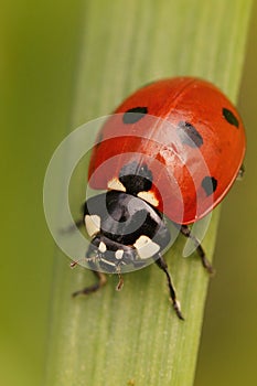 Closeup of a red seven-spot ladybird , Coccinella septempunctata