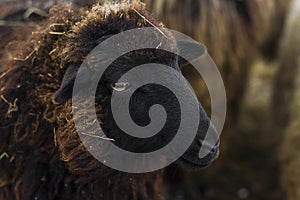 Closeup red sheep with black muzzle