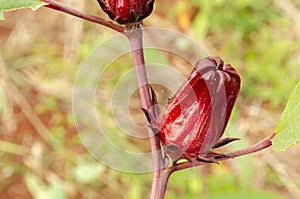 Closeup Of Red Sorrel On Plant